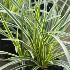 Carex Morrowii 'Ice Dance' (Hvidstribet Japansk Star)