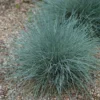 Festuca Gautieri 'Elijah Blue' (Blå Bjørnegræs) 1 Festuca Gautieri 'Elijah Blue' (Blå Bjørnegræs) -Haveforsyninger Salg 2024 gsg 52191