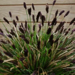 Sesleria Heufleriana (Blåaks)