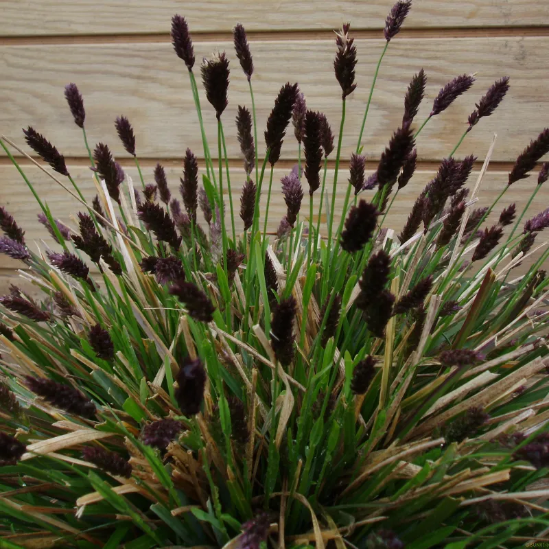 Sesleria Heufleriana (Blåaks) 3 Sesleria Heufleriana (Blåaks)