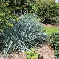 Leymus Arenarius 'Blue Dune' (Marehalm)