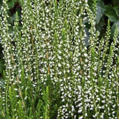 Calluna Vulgaris 'Helena' (Efterårslyng)