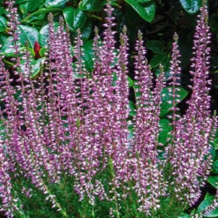 Calluna Vulgaris 'Hilda' (Efterårslyng)