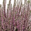 Calluna Vulgaris 'Freya' (efterårslyng) 1 Calluna Vulgaris 'Freya' (efterårslyng) -Haveforsyninger Salg 2024 gsl 10201