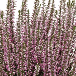 Calluna Vulgaris 'Freya' (efterårslyng)