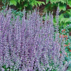 Calluna Vulgaris ''Lena' (efterårslyng)