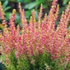 Calluna Vulgaris 'Golden Angie' (Efterårslyng) -Haveforsyninger Salg 2024 gsl 10441