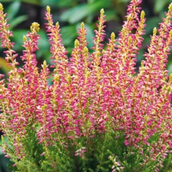 Calluna Vulgaris 'Golden Angie' (Efterårslyng)