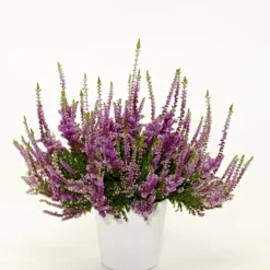 Calluna Vulgaris 'Nico' (Efterårslyng)