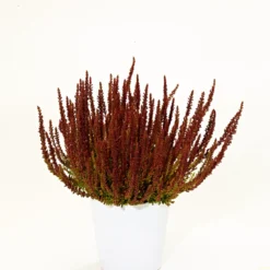 Calluna Vulgaris 'Zorina' (Efterårslyng)
