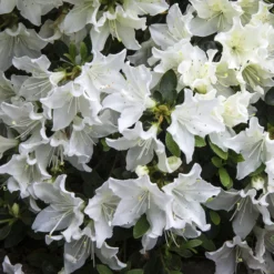 Rododendron  ''Rigmor' (Japansk Azalea)