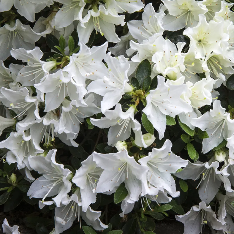 Rododendron ''Rigmor' (Japansk Azalea) 3 Rododendron ''Rigmor' (Japansk Azalea)