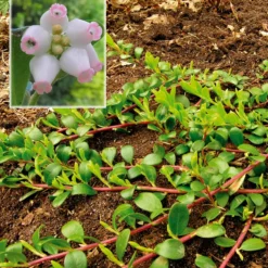 Arctostaphylos Uva-ursi (Melbærris)