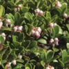 Arctostaphylos Uva-ursi  ''Massachusetts' (Melbærris) -Haveforsyninger Salg 2024 gsu 80121