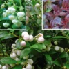 Gaultheria Miqueliana (Bjergte)