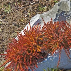 Empetrum Nigrum 'Bernstein' (Revling)