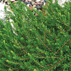 Empetrum Nigrum 'Irland' (Revling)