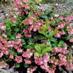 Vaccinium Vitis-idaea (Tyttebær)