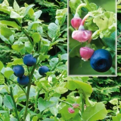 Vaccinium  myrtillus (Vild Blåbær)