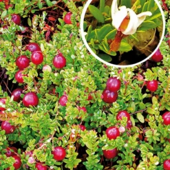 Vaccinium Macrocarpon 'Bergman' (Tranebær)