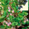 Vaccinium Uliginosum (Mosebølle) -Haveforsyninger Salg 2024 gsu 94081