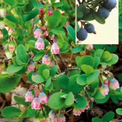Vaccinium Uliginosum (Mosebølle)