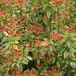 Pieris Japonica 'Little Heath' (Pieris)
