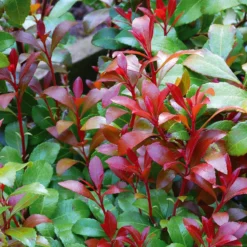 Pieris Japonica 'Little Heath Green' (Pieris)