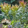 Pieris Japonica ' ‘Variegata’ (Pieris) -Haveforsyninger Salg 2024 gsu 95671