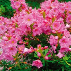 X Phylliopsis 'Askival' (Askival)