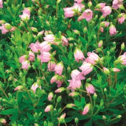 X Phylliopsis 'Mermaid' (Mermaid)