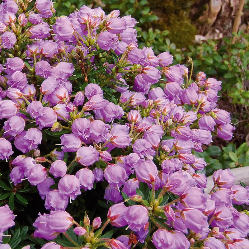 X Phylliopsis 'Sprite' (Sprite) 3 X Phylliopsis 'Sprite' (Sprite)