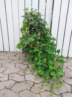 Hedera Hibernica Norðîc® 'Hestor' (Vedbend), Salgshøjde: 60- Cm -Haveforsyninger Salg 2024 hestor