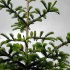 Abies Nordmanniana (Nordmannsgran) - Salgshøjde: 100-120 Cm 10 L Potte