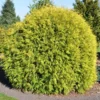 Thuja Occ. 'Golden Globe' (Alm. Thuja), Salgshøjde: 25-30 Cm -Haveforsyninger Salg 2024 ny17101300001