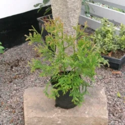 Thujopsis Dolabrata (Hønsebenstræ), Salgshøjde: 30-40 Cm