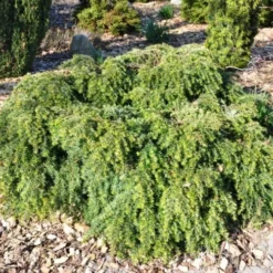 Tsuga Canadensis 'Jeddeloh' (Hemlock), Salgshøjde: 20-25 Cm