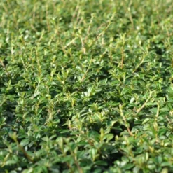 Cotoneaster Damm. 'Coral Beauty' (Dværgmispel), Salgshøjde: BUSKE