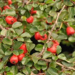 Cotoneaster Praecox 'Copra' (Dværgmispel), Salgshøjde: BUSKE