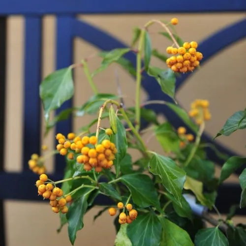 Hedera Arbor. Norðîc® 'Golden Choiz®' (Busk Vedbend), Salgshøjde: BUSKE 3 Hedera Arbor. Norðîc® 'Golden Choiz®' (Busk Vedbend), Salgshøjde: BUSKE