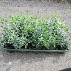 EUONY. F. 'EMER. GAIETY MAJOR' (Krybende Benved), Salgshøjde: 10 Cm Potte