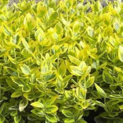 Euony. F. 'Emer. 'N Gold' (Krybende Benved), Salgshøjde: 10 Cm
