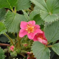 FRAGARIA HYBR. 'LIPSTICK' (Prydjordbær), Salgshøjde: 10 Cm Potte