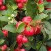 GAULTHERIA PROCUMBENS 'RED DIAMOND' (Bjergthe), Salgshøjde: Potte 1,5 L -Haveforsyninger Salg 2024 nybd 50065000101