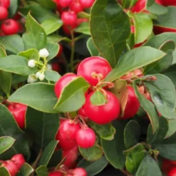 GAULTHERIA PROCUMBENS 'RED DIAMOND' (Bjergthe), Salgshøjde: Potte 1,5 L