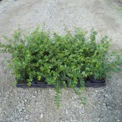 LONICERA NIT. 'ELEGANT' (Gedeblad), Salgshøjde: 10 Cm Potte