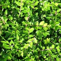 LONICERA PILEATA (Gedeblad), Salgshøjde: 10 Cm Potte