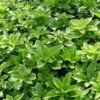 Pachysandra Ter. 'Green Carpet' (Vinterglans), Salgshøjde: 10 Cm -Haveforsyninger Salg 2024 nybd 50090000001