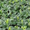 Pachysandra Ter. 'Green Sheen' (Vinterglans), Salgshøjde: 10 Cm -Haveforsyninger Salg 2024 nybd 50091550001