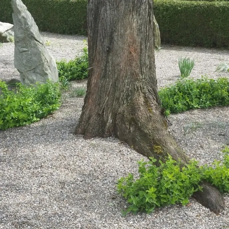 EUONY. F. Norðîc® 'GREEN CHOIZ®' (Opret Benved), Salgshøjde: 10 Cm Potte 20-25 Cm 3 EUONY. F. Norðîc® 'GREEN CHOIZ®' (Opret Benved), Salgshøjde: 10 Cm Potte 20-25 Cm